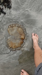 Chrysaora fuscescens