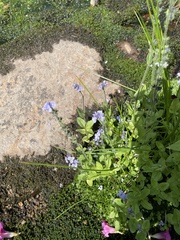 Veronica wormskjoldii