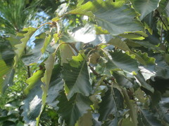 Quercus michauxii