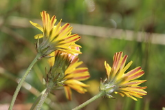 Crepis vesicaria