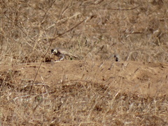Eremophila alpestris