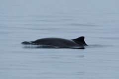 Phocoena phocoena