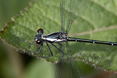 Austroargiolestes icteromelas