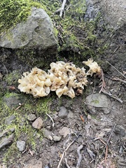 Sebacina sparassoidea