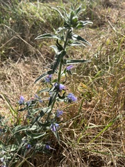 Echium vulgare