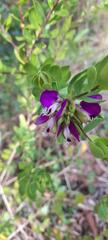 Polygala myrtifolia