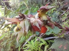 Rubus formosensis