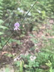 Hylodesmum nudiflorum
