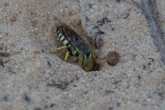 Bicyrtes quadrifasciatus