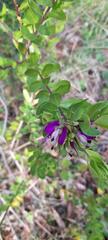 Polygala myrtifolia