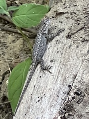Sceloporus undulatus
