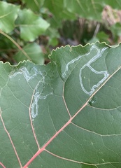 Phyllocnistis populiella