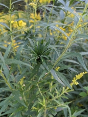 Rhopalomyia solidaginis