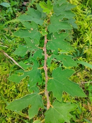 Rubus formosensis