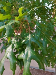 Quercus shumardii