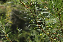 Persoonia virgata