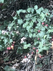 Prunus ilicifolia