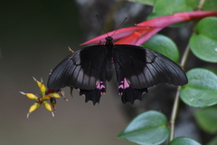 Heraclides anchisiades capys