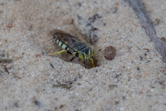 Bicyrtes quadrifasciatus