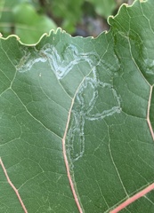 Phyllocnistis populiella