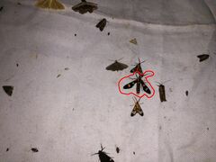 Phoenicoprocta hampsonii