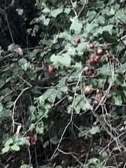 Prunus ilicifolia
