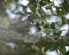 Aphylla angustifolia