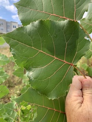 Phyllocnistis populiella