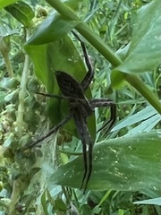 Pisaurina mira