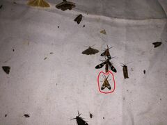 Pseudosphex leovazquezae