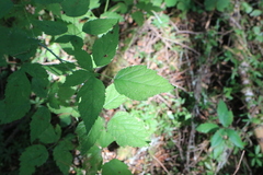Rubus leucodermis