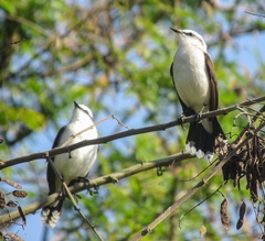 Fluvicola nengeta