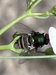 Entomophthora muscae