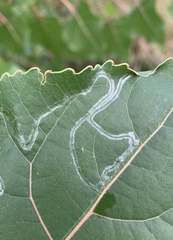 Phyllocnistis populiella