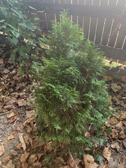 Thuja occidentalis