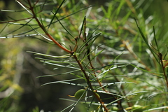 Persoonia virgata