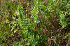 Teucrium cubense