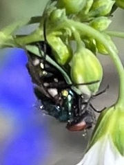 Entomophthora muscae