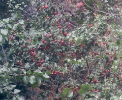 Prunus ilicifolia