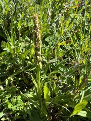 Platanthera dilatata