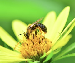 Andrena helianthi