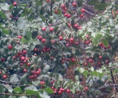 Prunus ilicifolia