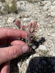 Castilleja nana
