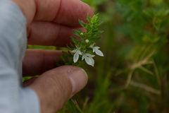 Teucrium cubense