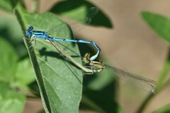 Erythromma lindenii