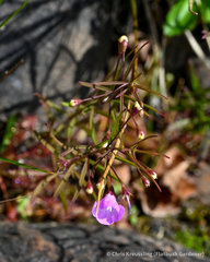 Agalinis tenuifolia
