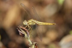 Crocothemis erythraea