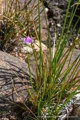 Agalinis tenuifolia