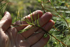 Persoonia virgata