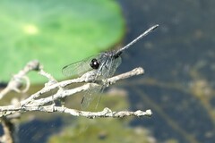 Diplacodes lefebvrii